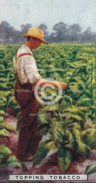 'Topping Tobacco', 1926. Artist: Unknown.