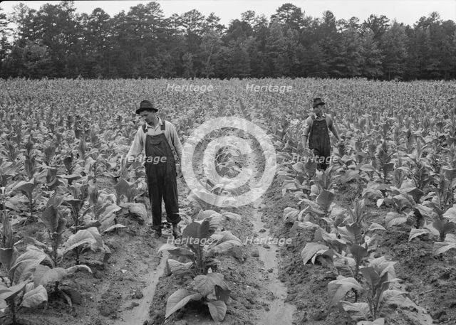 Topping tobacco, Shoofly, North Carolina, 1939. Creator: Dorothea Lange.