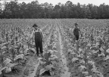 Topping tobacco, Shoofly, North Carolina, 1939. Creator: Dorothea Lange