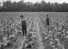 Topping tobacco, Shoofly, North Carolina, 1939. Creator: Dorothea Lange