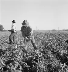 Topping sugar beets after lifter has loosened them, near Ontario, Malheur County, Oregon, 1939. Creator: Dorothea Lange