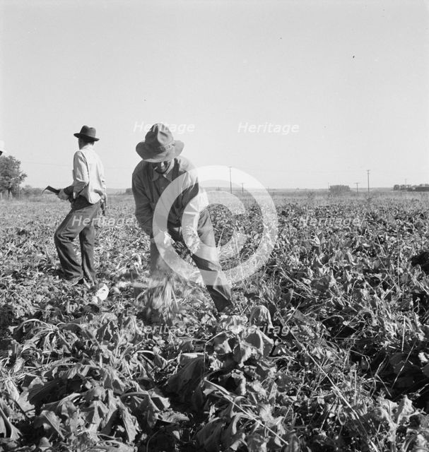 Topping sugar beets after lifter has loosened them, near Ontario, Malheur County, Oregon, 1939. Creator: Dorothea Lange.