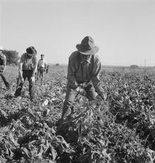 Topping sugar beets after lifter has loosened them. Near Ontario, Oregon, 1939. Creator: Dorothea Lange
