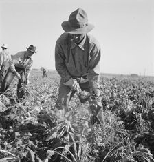 Topping sugar beets after lifter has loosened them. Near Ontario, Oregon, 1939. Creator: Dorothea Lange