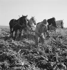 Topping sugar beets after lifter has loosened them, near Ontario, Oregon, 1939. Creator: Dorothea Lange