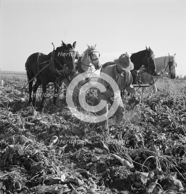 Topping sugar beets after lifter has loosened them, near Ontario, Oregon, 1939. Creator: Dorothea Lange.