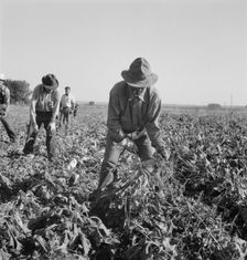 Topping sugar beets after lifter has loosened them. Near Ontario, Oregon, 1939. Creator: Dorothea Lange