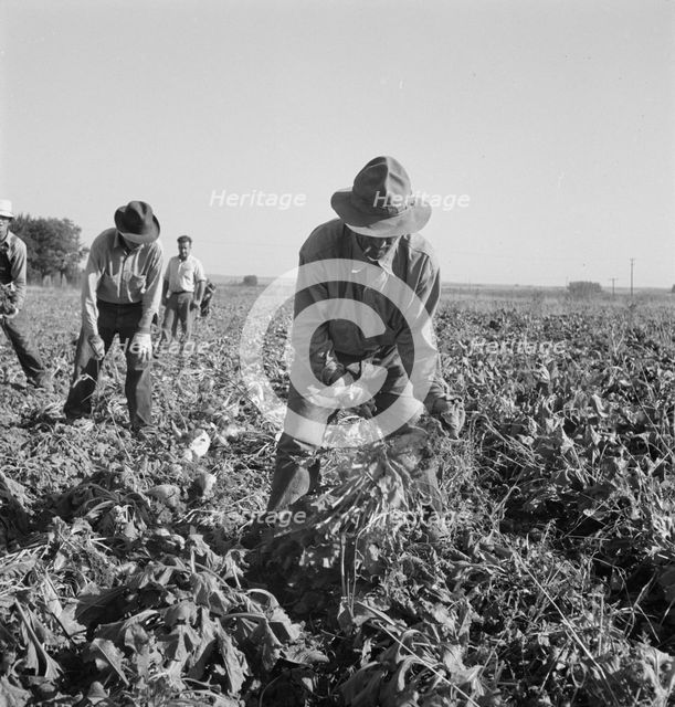 Topping sugar beets after lifter has loosened them. Near Ontario, Oregon, 1939. Creator: Dorothea Lange.