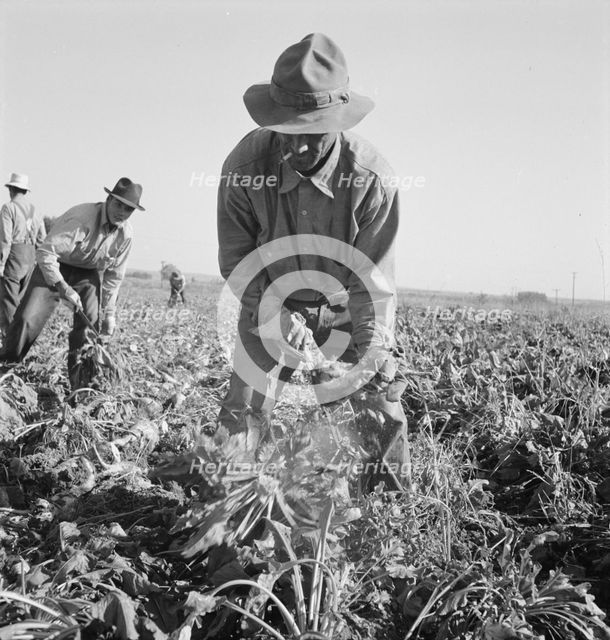 Topping sugar beets after lifter has loosened them. Near Ontario, Oregon, 1939. Creator: Dorothea Lange.