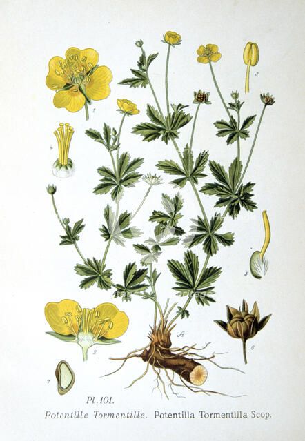 Tormentil, 1893. Artist: Unknown