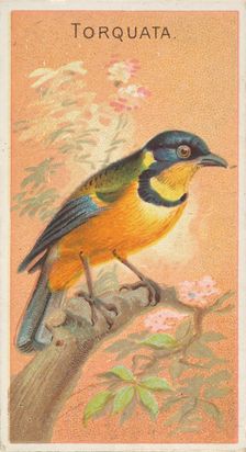 Torquata, from the Birds of the Tropics series (N5) for Allen & Ginter Cigarettes Brands, 1889. Creator: Allen & Ginter