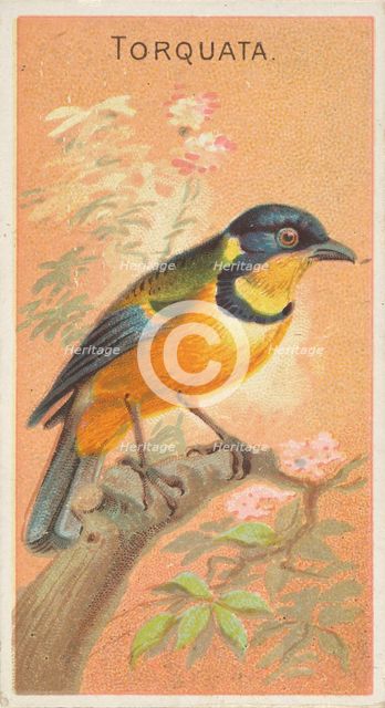 Torquata, from the Birds of the Tropics series (N5) for Allen & Ginter Cigarettes Brands, 1889. Creator: Allen & Ginter.