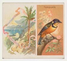 Torquata, from Birds of the Tropics series (N38) for Allen & Ginter Cigarettes, 1889. Creator: Allen & Ginter