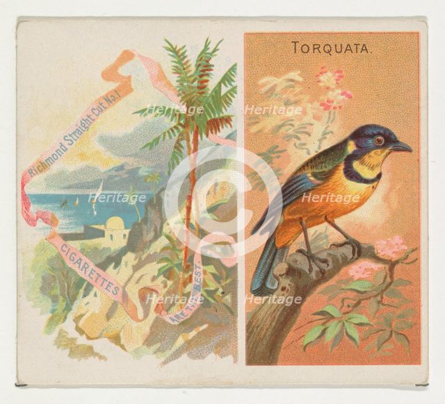 Torquata, from Birds of the Tropics series (N38) for Allen & Ginter Cigarettes, 1889. Creator: Allen & Ginter.