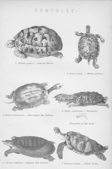 Tortoise 1885