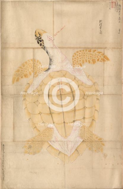 Tortoise, 18th century. Creator: Unknown.