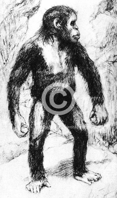Taungs Ape-Man. Artist: Unknown