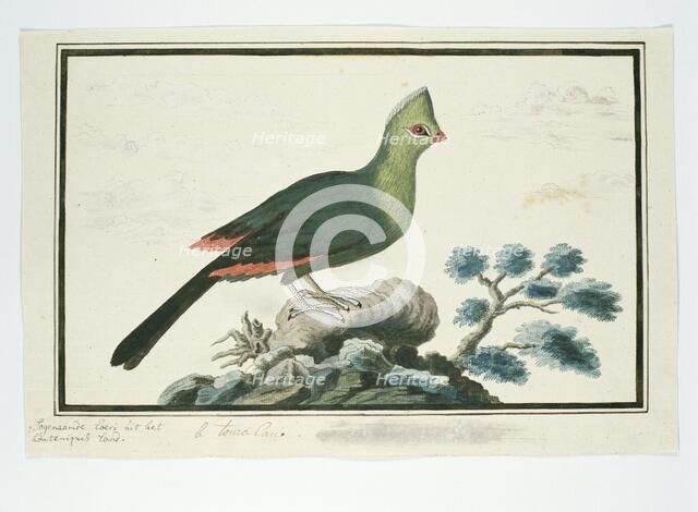 Tauraco corythaix (Knysna Turaco or Knysna Lourie), 1777-1786. Creator: Robert Jacob Gordon.