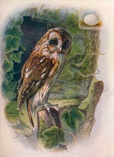 Tawny or Brown Owl - Syrn'ium alu'co c1910, (1910). Artist: George James Rankin