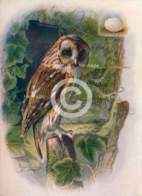 'Tawny or Brown Owl - Syrn'ium alu'co', c1910, (1910). Artist: George James Rankin.