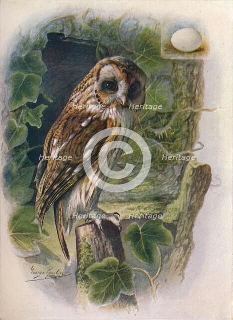 'Tawny or Brown Owl - Syrn'ium alu'co', c1910, (1910). Artist: George James Rankin.