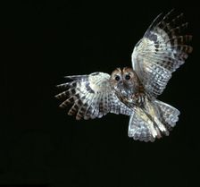 Tawny Owl in flight