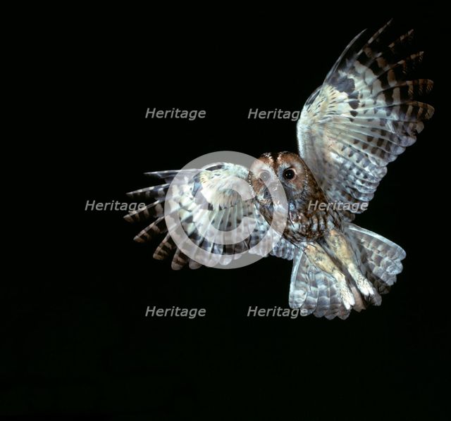 Tawny Owl in flight.