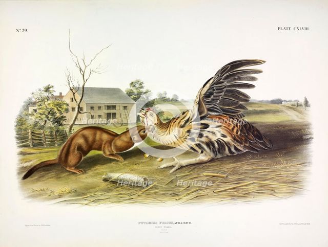 Tawny Weasel, Putorius Fuscus, 1845.