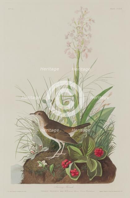 Tawny Thrush, 1833. Creator: Robert Havell.