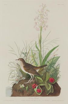 Tawny Thrush, 1833. Creator: Robert Havell