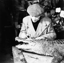Taxidermist at work, 1951. Creator: Henry Grant
