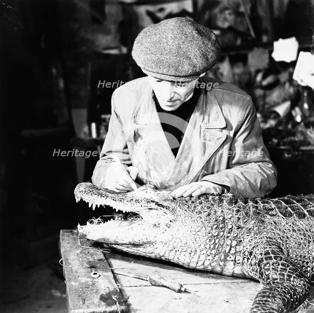 Taxidermist at work, 1951. Creator: Henry Grant.