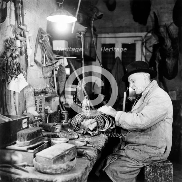Taxidermist, London, 1951. Creator: Henry Grant.