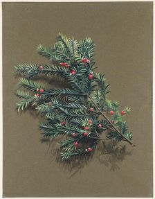 Taxus baccata L. (Yew), c1903 -1915. Creator: Harold Drinkwater