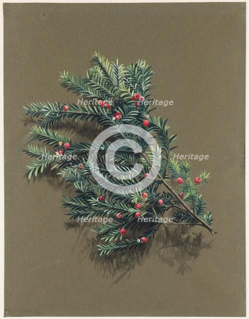 Taxus baccata L. (Yew), c1903 -1915. Creator: Harold Drinkwater.