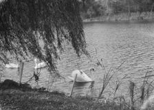 Taylor, Myron C., Mr., residence and grounds, Locust Valley, Long Island, New York, 1928 Nov. Creator: Arnold Genthe