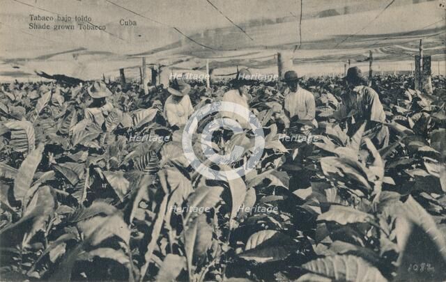 Tabaco bajo toldo. Shade grown Tobacco - Cuba, c1900. Artist: Unknown