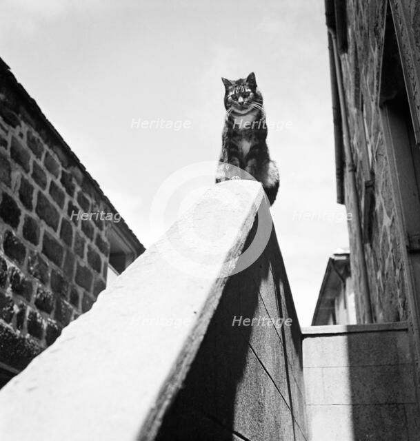 Tabby cat sitting on a wall, Cornwall, 1950. Artist: John Gay.