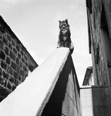 Tabby cat sitting on a wall, Cornwall, 1950. Artist: John Gay