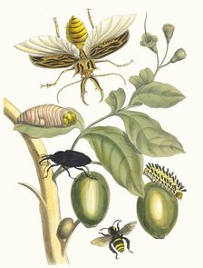 Tabrouba. From the Book Metamorphosis insectorum Surinamensium, 1705. Creator: Merian, Maria Sibylla (1647-1717)