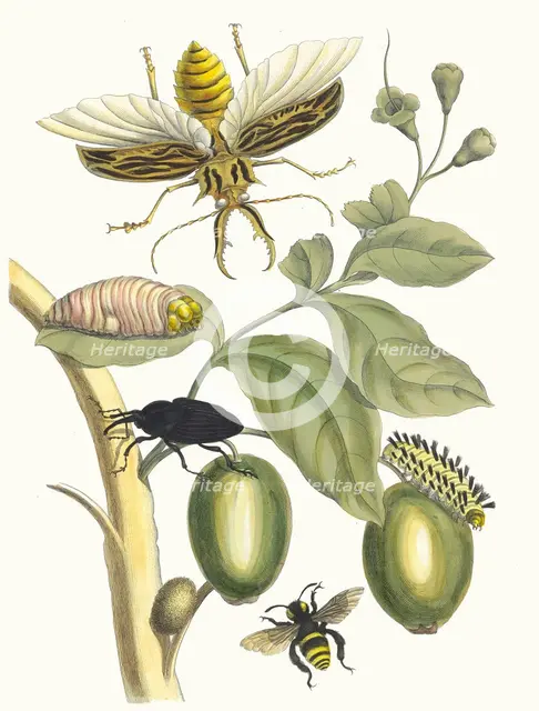 Tabrouba. From the Book Metamorphosis insectorum Surinamensium, 1705. Creator: Merian, Maria Sibylla (1647-1717).