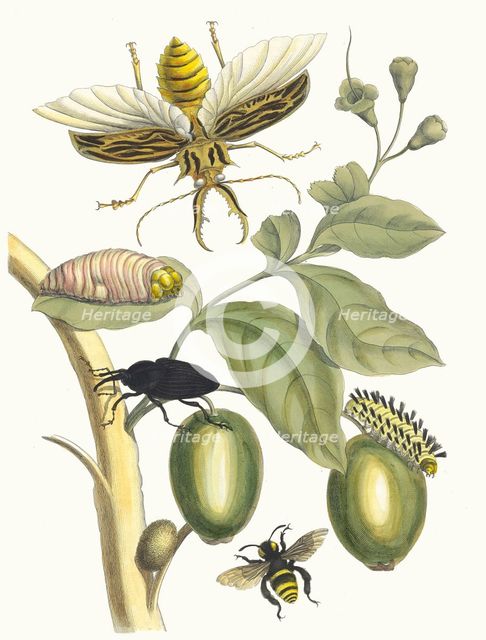 Tabrouba. From the Book Metamorphosis insectorum Surinamensium, 1705. Creator: Merian, Maria Sibylla (1647-1717).