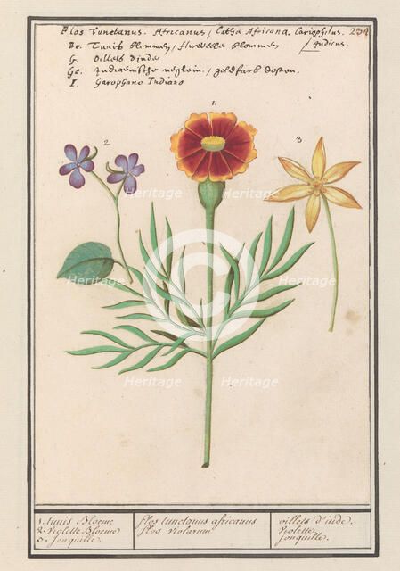 Tagetes (Tagetes), pansy (viola) and daffodil (Narcissus), 1596-1610. Creators: Anselmus de Boodt, Elias Verhulst.