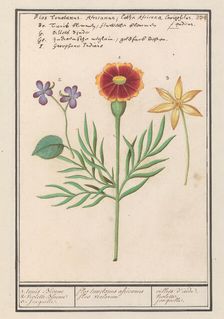 Tagetes (Tagetes), pansy (viola) and daffodil (Narcissus), 1596-1610. Creators: Anselmus de Boodt, Elias Verhulst