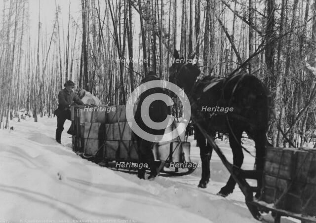 Taking a government load to Copper Center, between c1900 and 1927. Creator: Hunt, Phinney S..