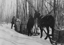 Taking a government load to Copper Center, between c1900 and 1927. Creator: Hunt, Phinney S.