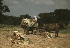 Taking Burley tobacco in from the fields after it had been cut...Russell Spears farm, Ky., 1940. Creator: Marion Post Wolcott