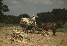 Taking Burley tobacco in from the fields after it had been cut...Russell Spears farm, Ky., 1940. Creator: Marion Post Wolcott