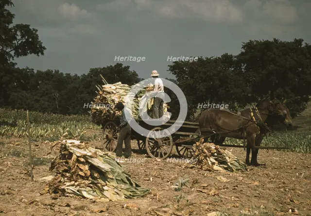 Taking Burley tobacco in from the fields after it had been cut...Russell Spears' farm, Ky., 1940. Creator: Marion Post Wolcott.