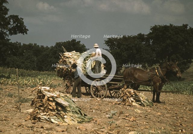 Taking Burley tobacco in from the fields after it had been cut...Russell Spears' farm, Ky., 1940. Creator: Marion Post Wolcott.